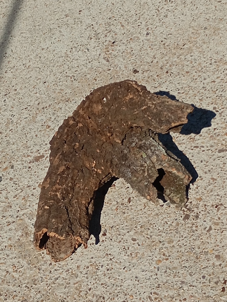 TRONCO HUECO DE BORNIZO 2