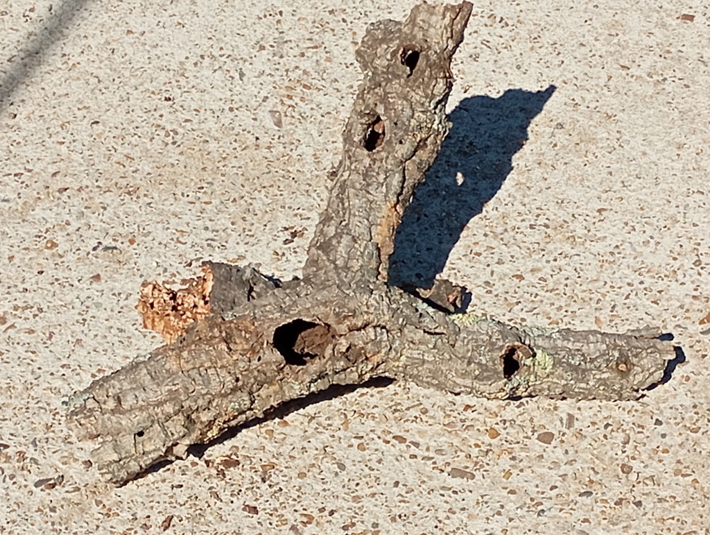 TRONCO HUECO DE BORNIZO