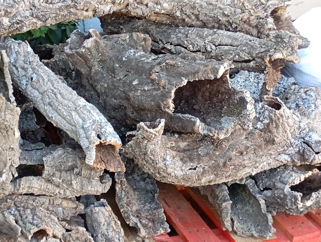 Troncos huecos de bornizo