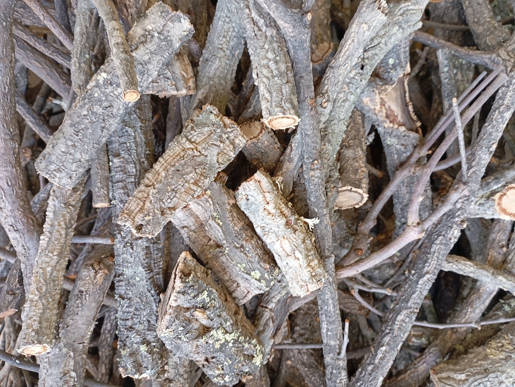 Ramas de alcornoque
