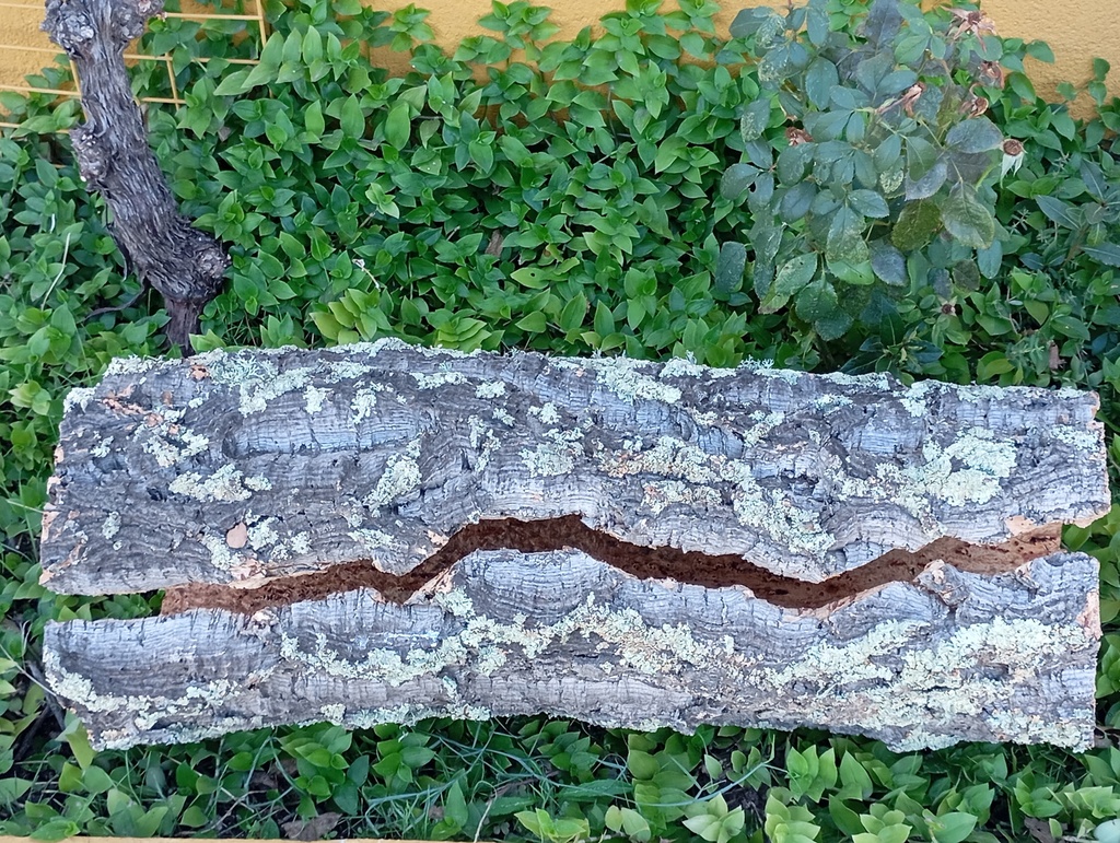 Tronco hueco de bornizo-Grande