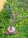 ARBOL CON BASE