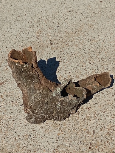 TRONCO HUECO DE BORNIZO 2